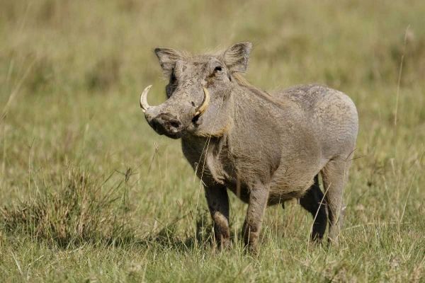 Kenya, Nakuru NP Warthog in standing pose